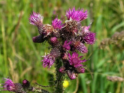 In Gisburn Forest, Hodder Valley, Lancashire