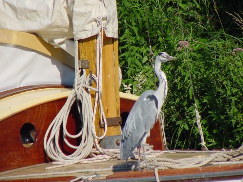 A Heren in the Norfolk Broads