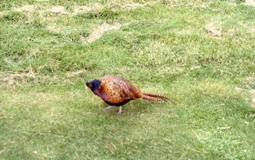 A Pheasant around Bolton Abbey. 1978