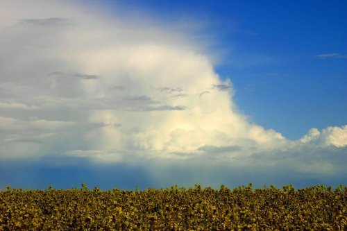 Rape fields, Foulness Island, Essex