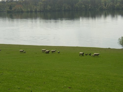 Rutland Water, Oakham, Rutland. Spring 2004