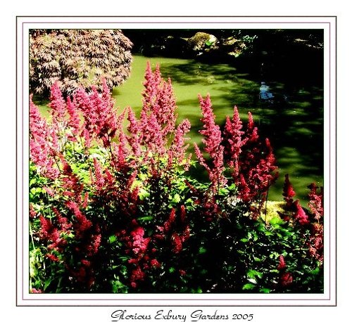 Flowers by one of the lakes at Exbury