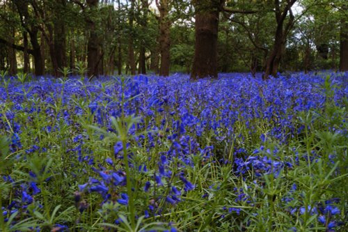 Bluebell Wood near Woodmancote in West Sussex