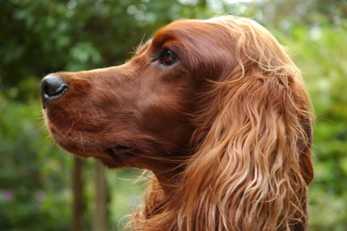 Red Setter with food on the table nearby