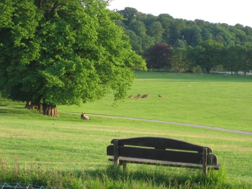 Wollaton Hall and Park, deer park