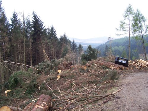 Dunerdale Forest after the January storms, 05