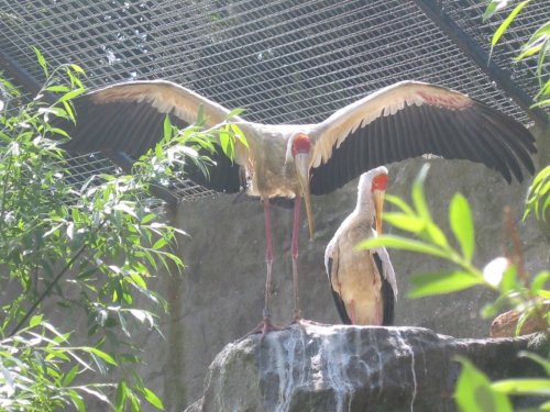 Colchester Zoo