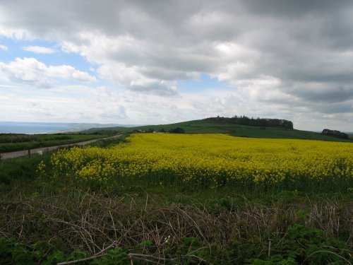 A picture of Abbotsbury