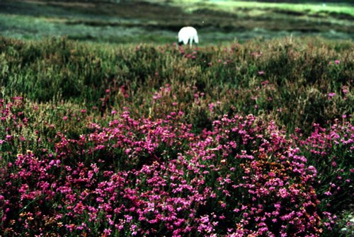 Sheep and heather, York moors