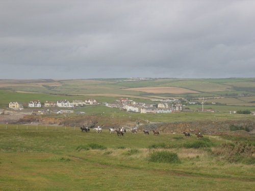 Pony Trekking in Bude