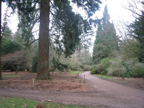 Westonbirt Arboretum. Winter Jan 2005