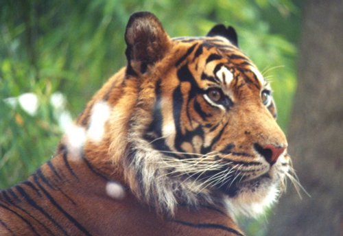 Tiger, London Zoo