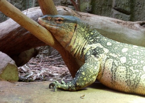 Varan, London Zoo