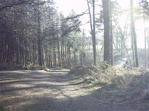 Delamere Forest Park, Cheshire
