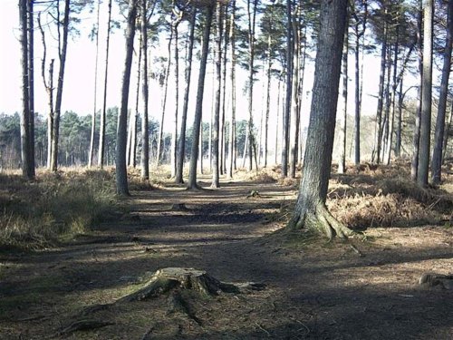 Delamere Forest