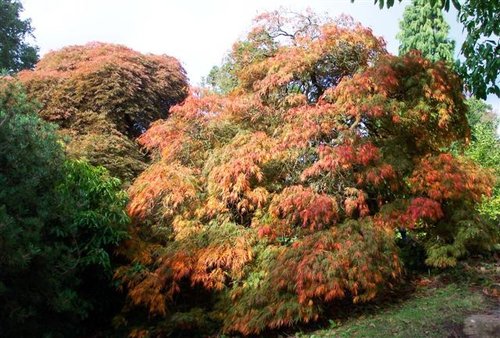 Wakehurst Place, West Sussex