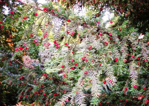 Wakehurst Place, West Sussex