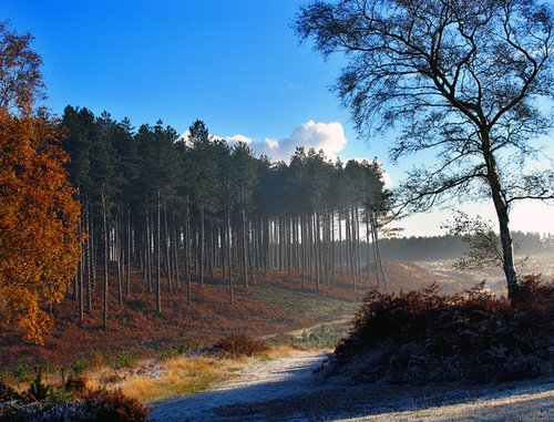 Pines near old shooting butts, Cannock Chase, Staffordshire
