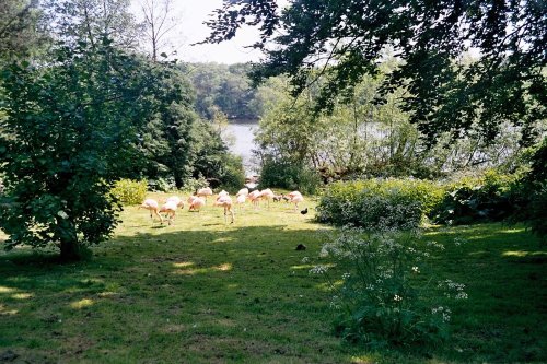 Harewood House in West Yorkshire - Bird Gardens, June 2005