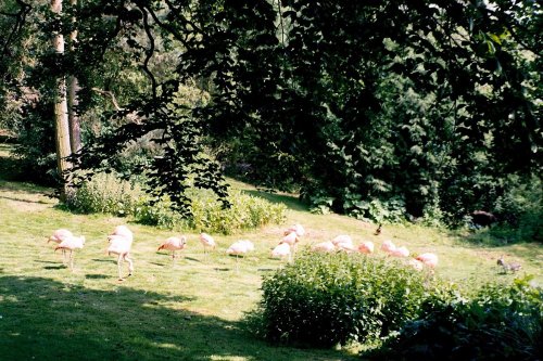 Harewood House in West Yorkshire - Bird Gardens, June 2005