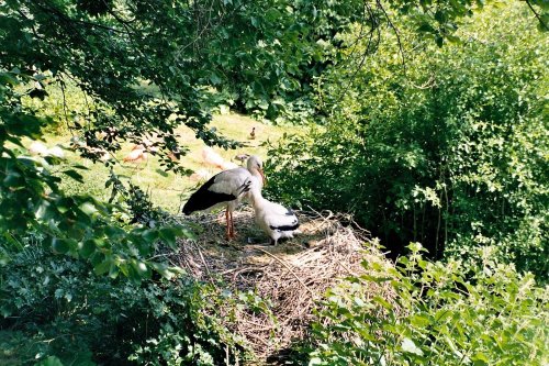 Harewood House in West Yorkshire - Bird Gardens, June 2005