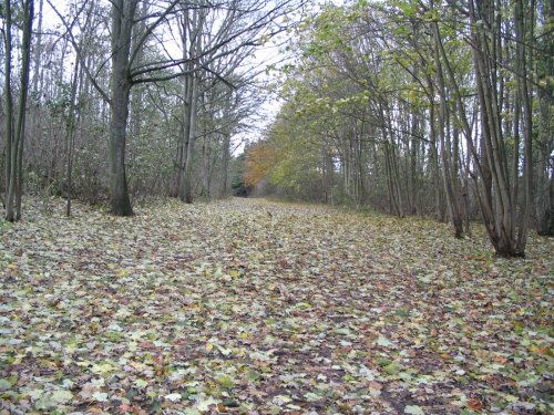 Friston Forest, Seaford