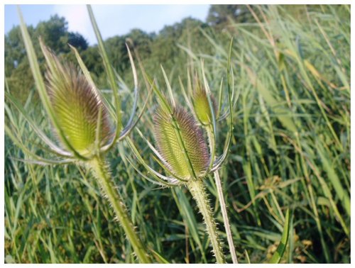 Three thistles at Radipole Lake, Weymouth, Dorset.