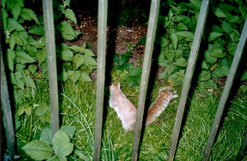 London - A Hyde Park grey squirrel