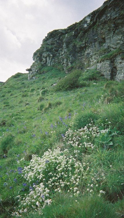 Flowers on the cliffs by King Arthur's Castle, Tintagel, Cornwall