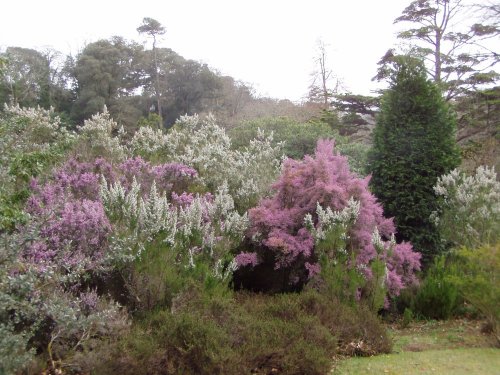 Glendurgan Gardens, in Cornwall.  Tree Heather in flower in March