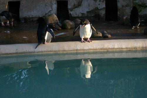 Twycross Zoo (taken with canon 300d)
2006