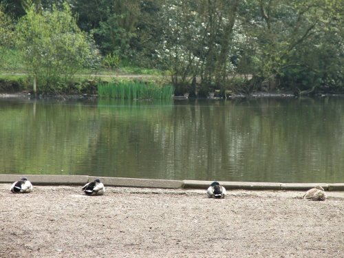 Sherdley Park, St. Helens, Lancashire