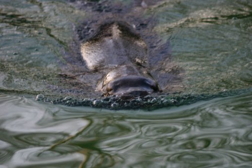 sealion
taken with canon eos300d.