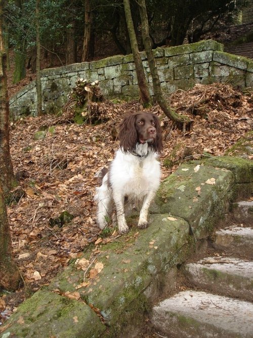 A Woodland Springer, Rivington Pike, Rivington, Lancashire. 03/03/06