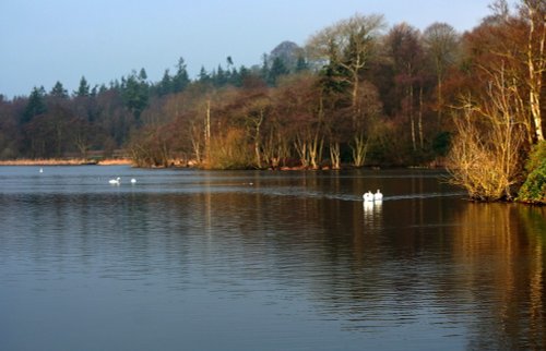 Sawns on Bolam Lake, Northumberland