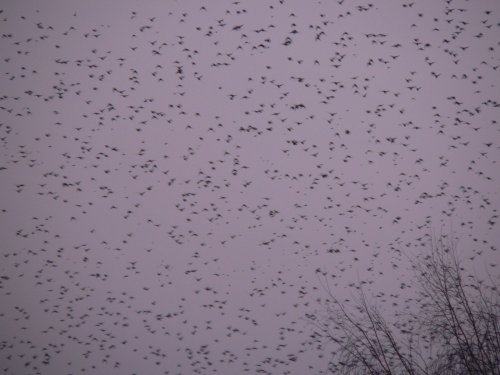 We are lucky to have this murmuration of Starlings in Chard this year