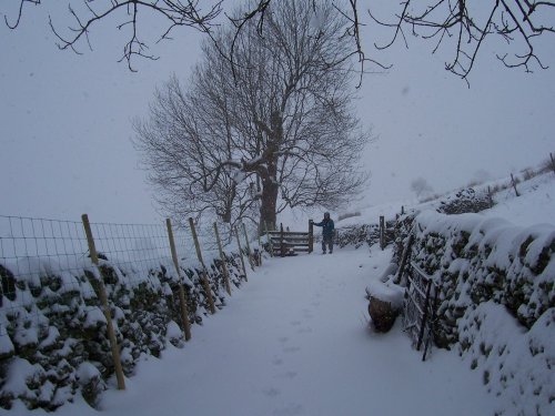 Above Ambleside,  Cumbria March 06