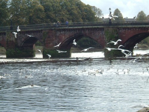 The groves, River Dee, Chester