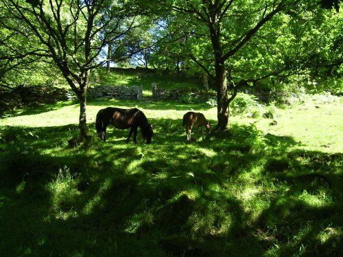 Dartmoor ponies