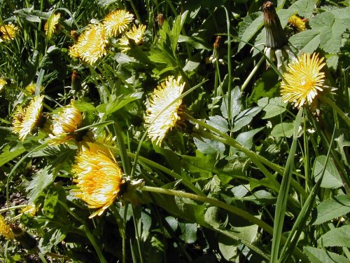 Dandelions in kingsbury water park, kingsbury, warwickshire.