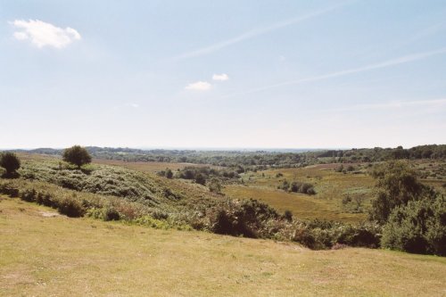 New Forest, Hampshire