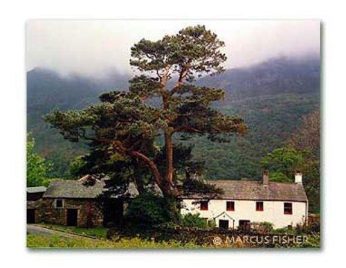 The Big Tree, Buttermere, Lake District, County Cumbria, England