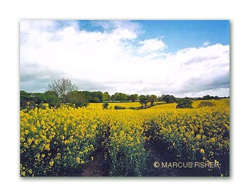 Rapeseed Field, Beer. County Devon, England