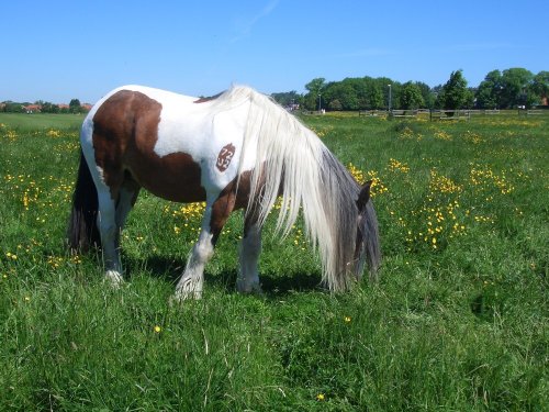 Horse on the West Common at Lincoln