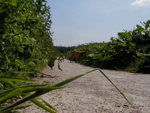 Watch for giant dogs!!! Hartshill Hayes Country Park, Nr Atherstone, North Warwickshire.