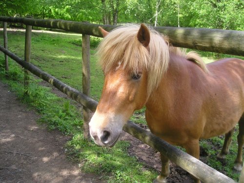 Dartmoor pony at Becky Falls, Bovey Tracey, Dartmoor