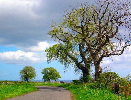 Country road between Amble and Alnmouth, Northumberland.