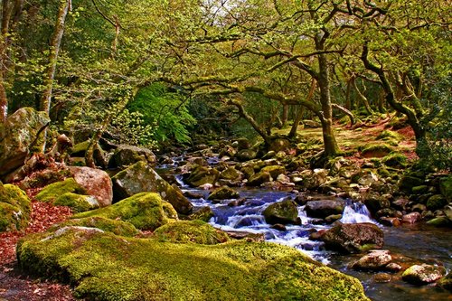 Dartmoor woodland in Devon