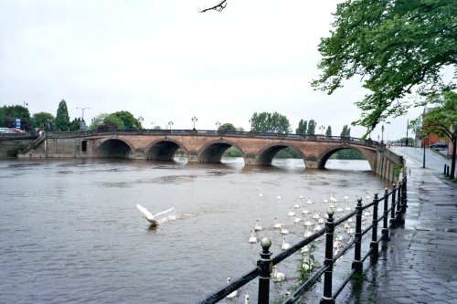 Swans on the River Severn in Worcester