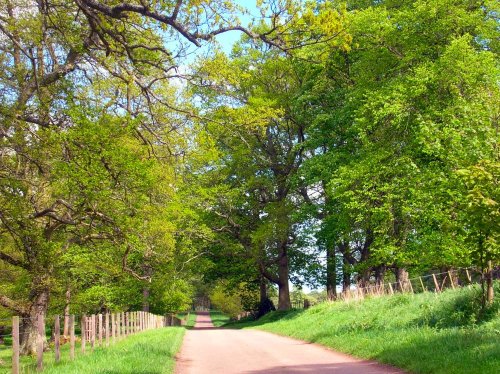 Country lane near Whittingham, Northumberland.